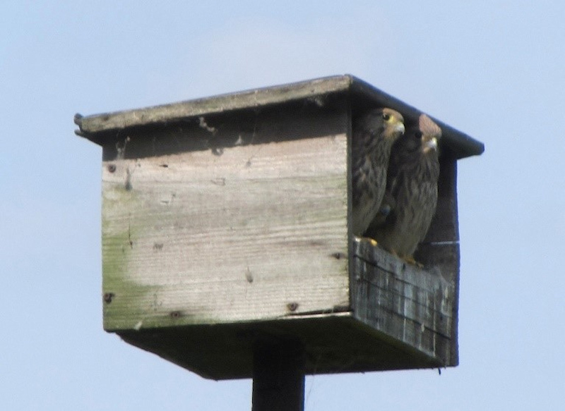 nest torenvalken